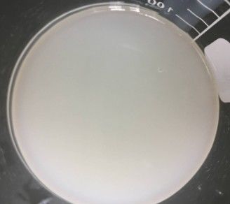 Polyacrylamide And C13-14 Isoparaffin And Laureth-7 Cold Process Emulsifiers For Cream
